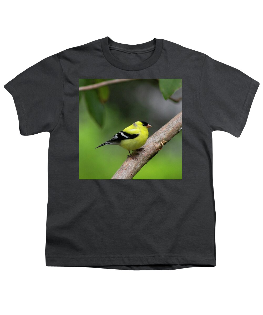 Bird Youth T-Shirt featuring the photograph Goldfinch by Geoff Jewett