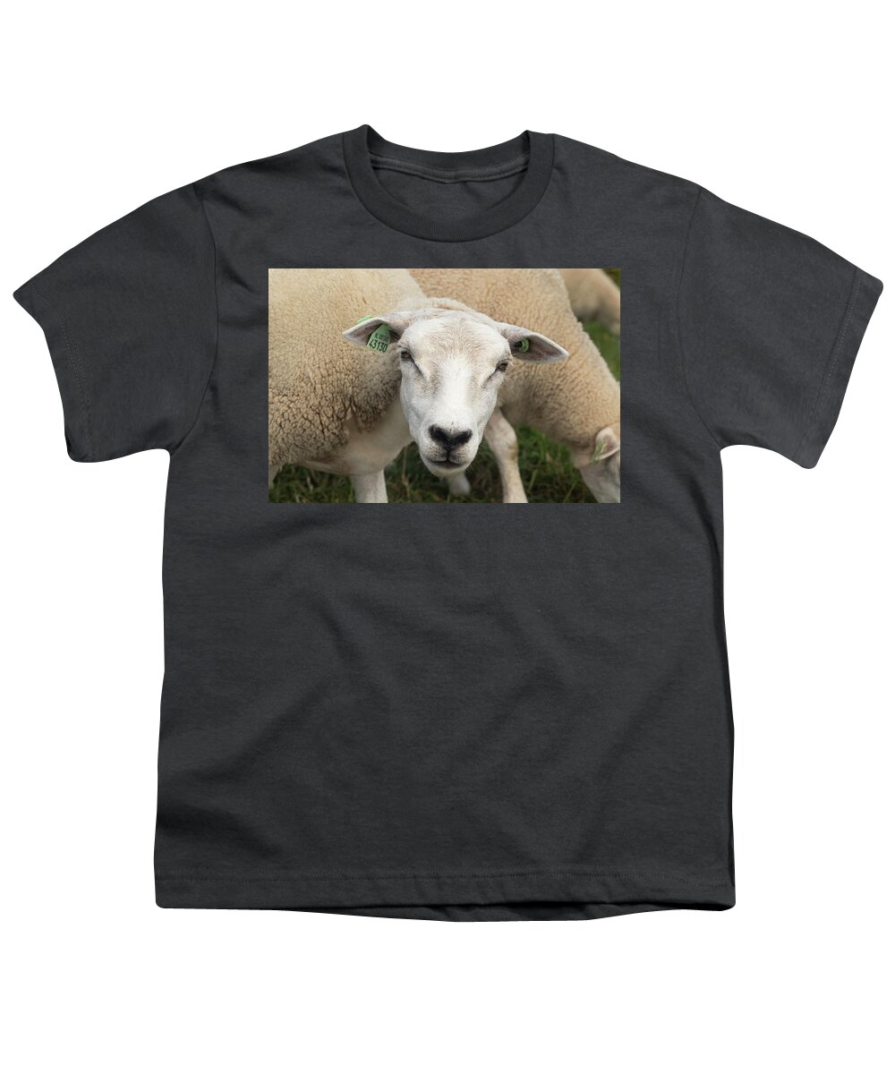 Sheep Youth T-Shirt featuring the photograph Sheep by MPhotographer