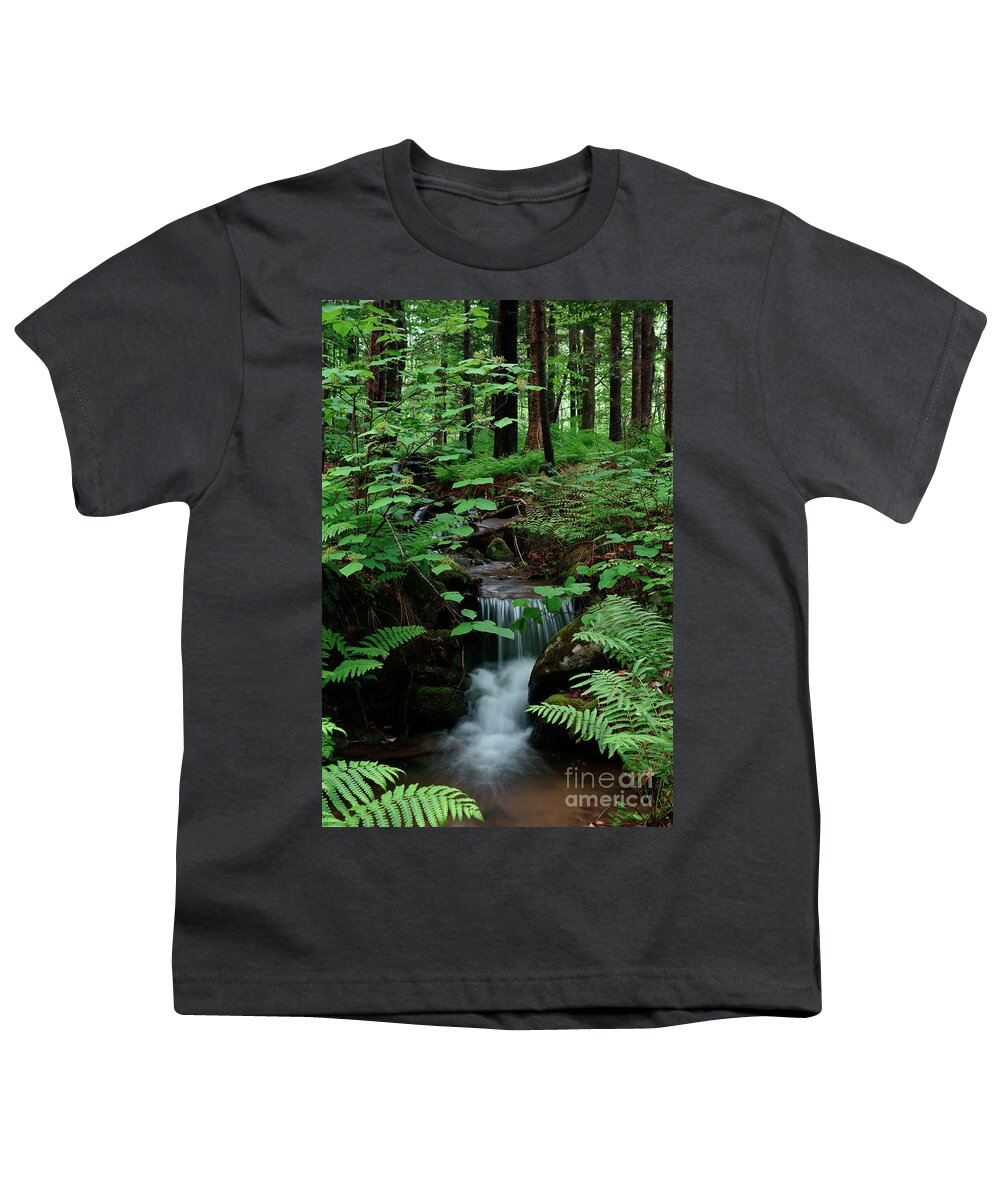 Spring Youth T-Shirt featuring the photograph Small stream and ferns by Kevin Shields