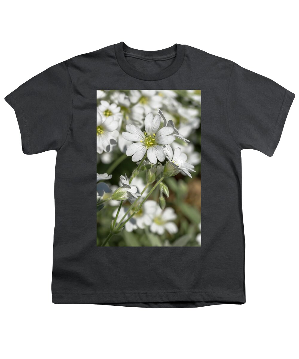 Flower Youth T-Shirt featuring the photograph Snow-in-Summer by Dawn Cavalieri