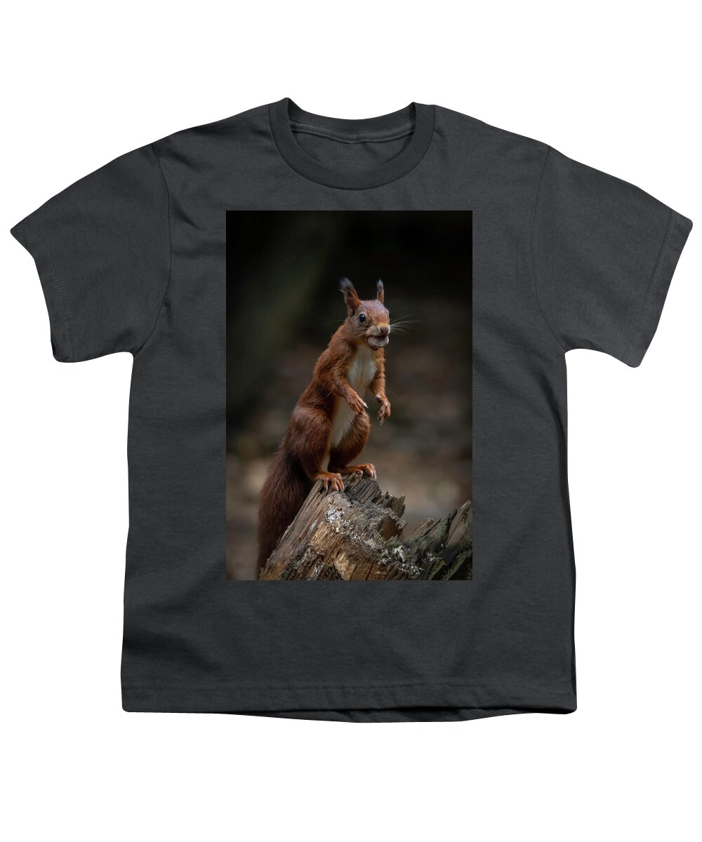 Squirrel Youth T-Shirt featuring the photograph Squirrel collecting and hiding nuts by Marjolein Van Middelkoop
