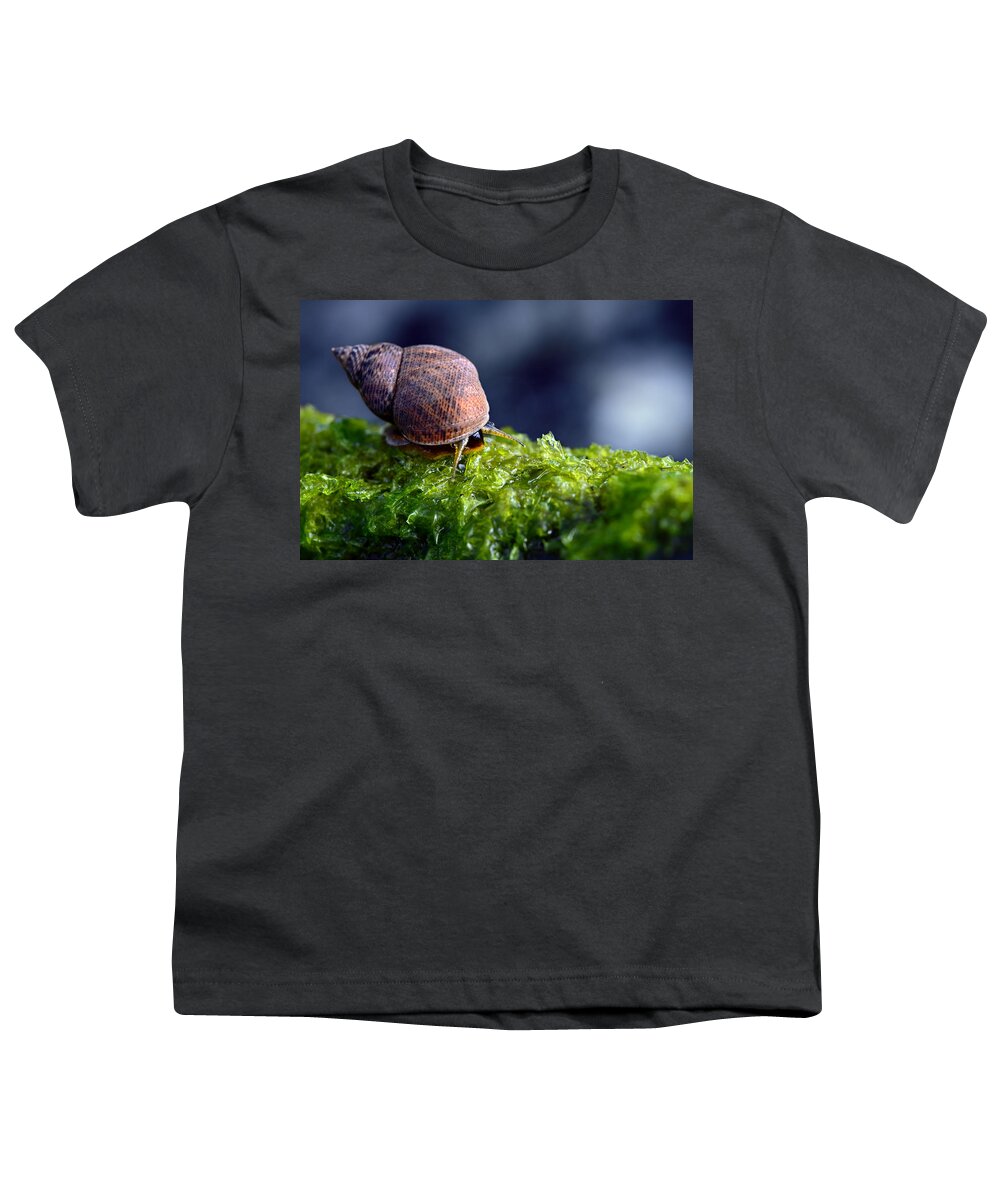 Snail Youth T-Shirt featuring the photograph Tulip Snail by Laura Fasulo