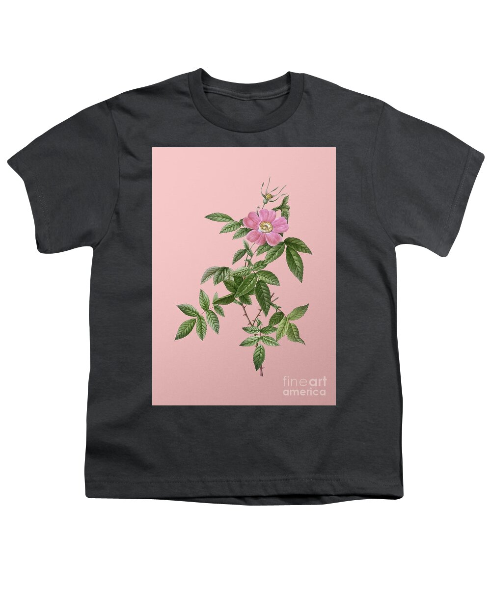 Holyrockarts Youth T-Shirt featuring the mixed media Vintage Pink Boursault Rose Botanical Illustration on Pink by Holy Rock Design