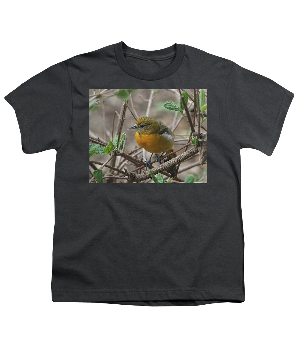 Eye Youth T-Shirt featuring the photograph Young Baltimore Oriole by Scott Olsen
