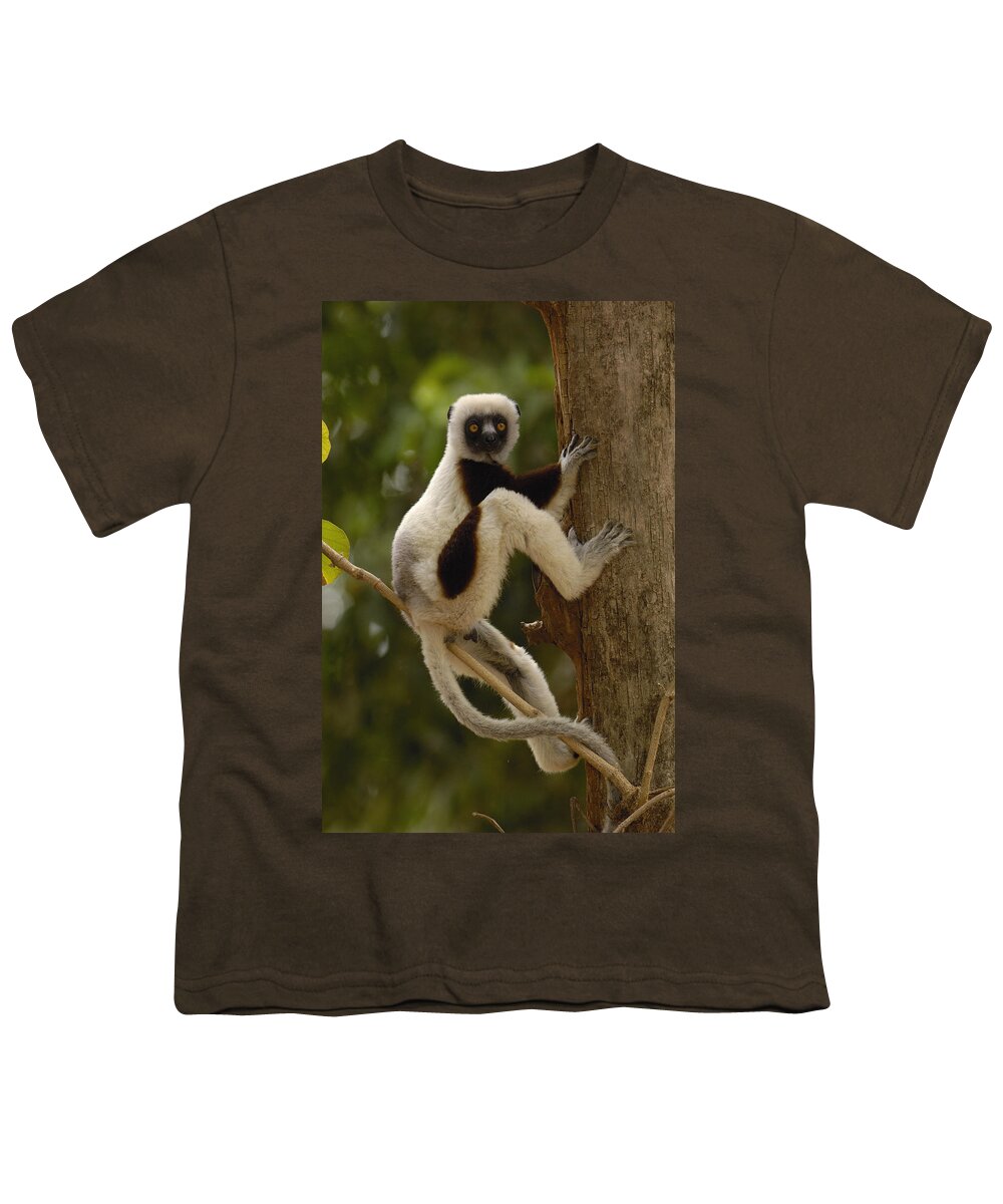 Feb0514 Youth T-Shirt featuring the photograph Coquerels Sifaka Madagascar #1 by Pete Oxford