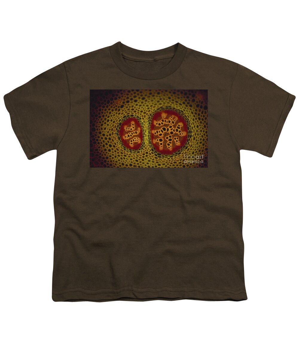 Club-mosses Youth T-Shirt featuring the photograph Lycopodium Stem Micrograph #2 by P Dayanandan