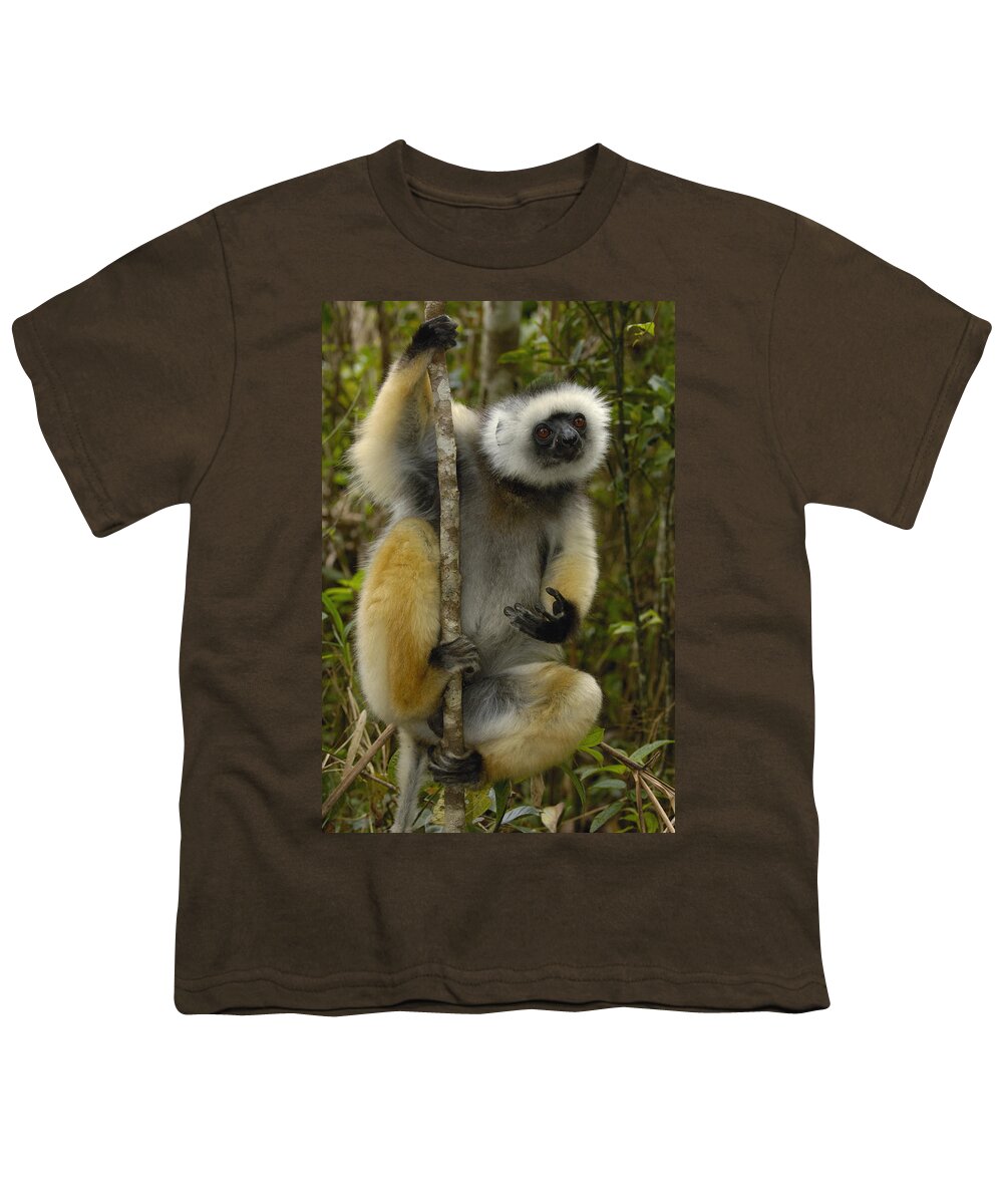 Feb0514 Youth T-Shirt featuring the photograph Diademed Sifaka Madagascar by Pete Oxford