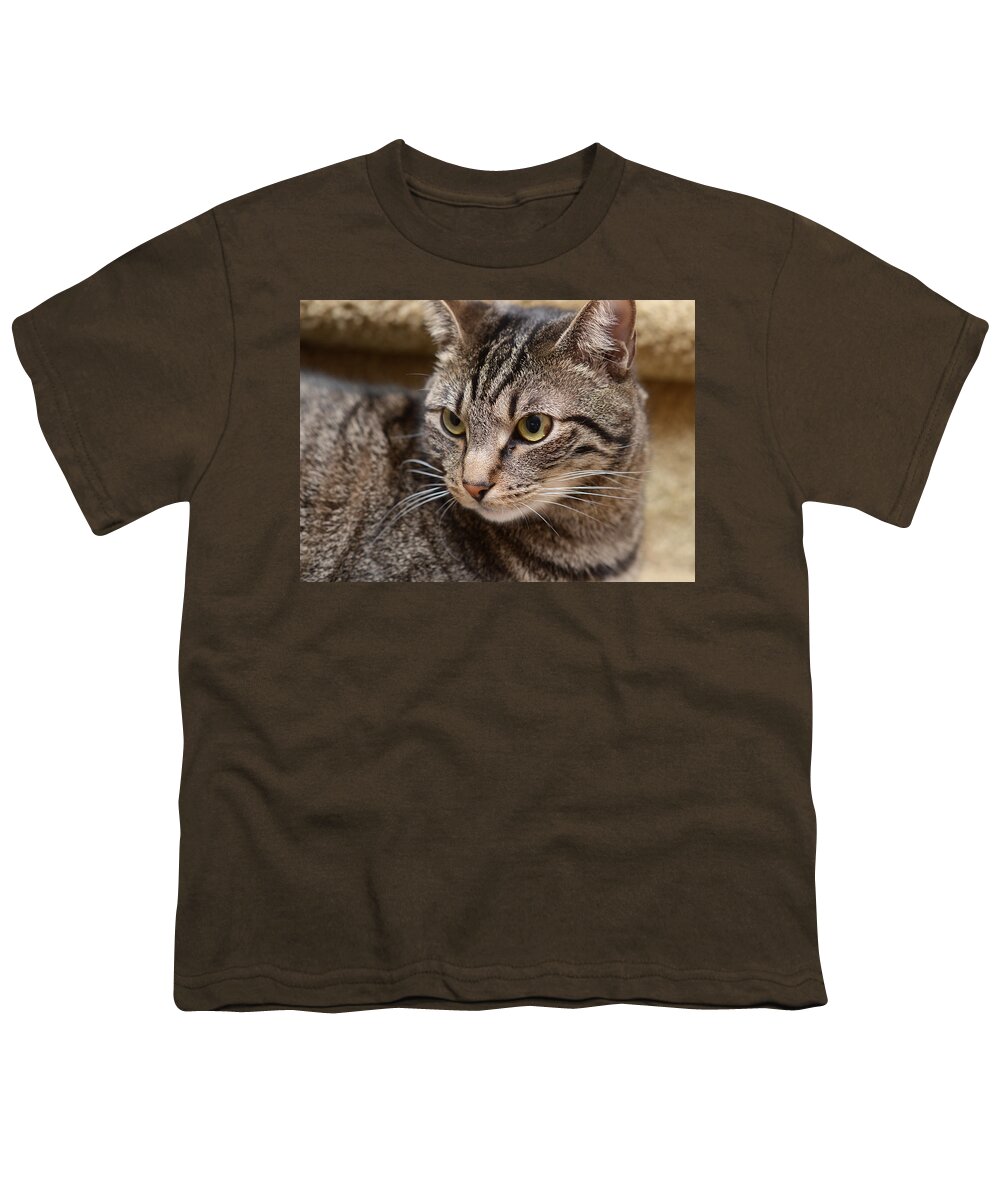 Cats Youth T-Shirt featuring the photograph Teddy by Lisa Phillips