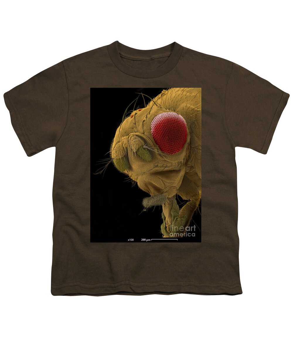 Fruit Fly Youth T-Shirt featuring the photograph Sem Of A Mutant Fruit Fly #1 by Ted Kinsman