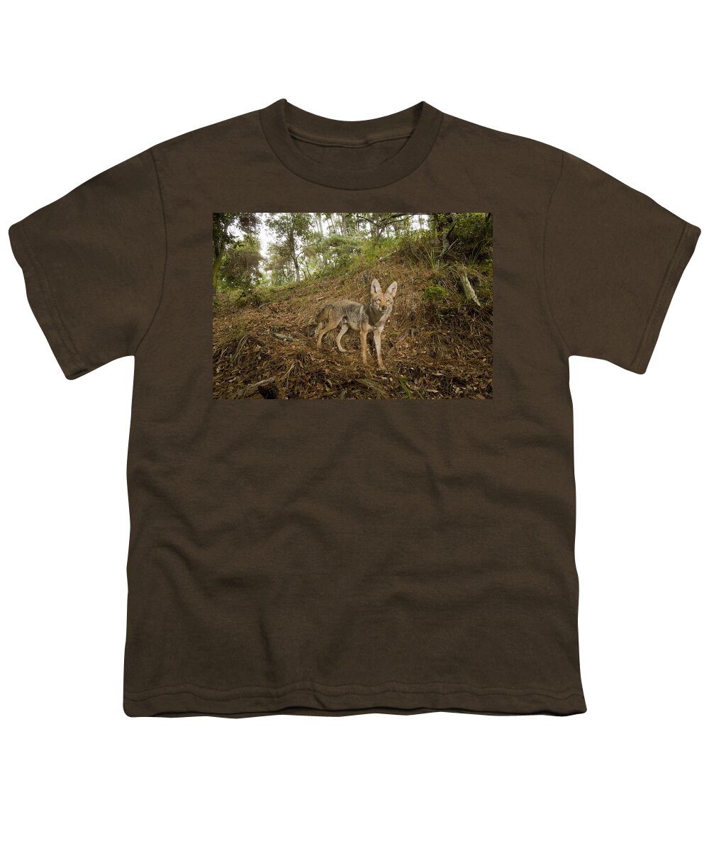 00499808 Youth T-Shirt featuring the photograph Coyote In Deciduous Forest Aptos by Sebastian Kennerknecht