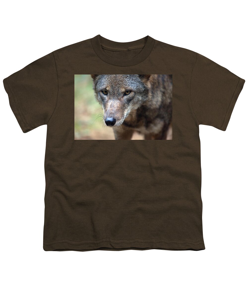 Wolf Youth T-Shirt featuring the photograph Red Wolf Closeup by Karol Livote