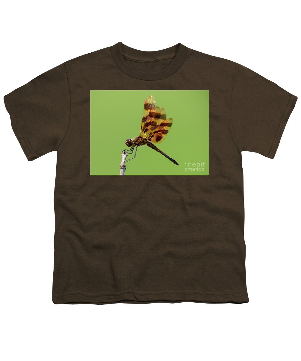 Halloween Pennant Dragonfly Youth T-Shirt featuring the photograph Detailed Dragonfly by Cheryl Baxter