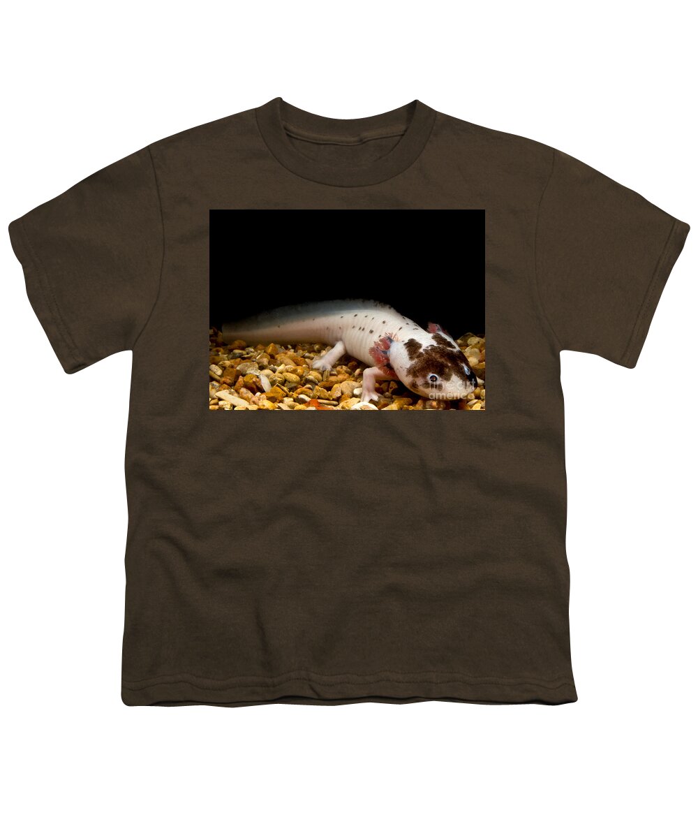 Ambystomatidae Youth T-Shirt featuring the photograph Mexican Axolotl by Dant Fenolio