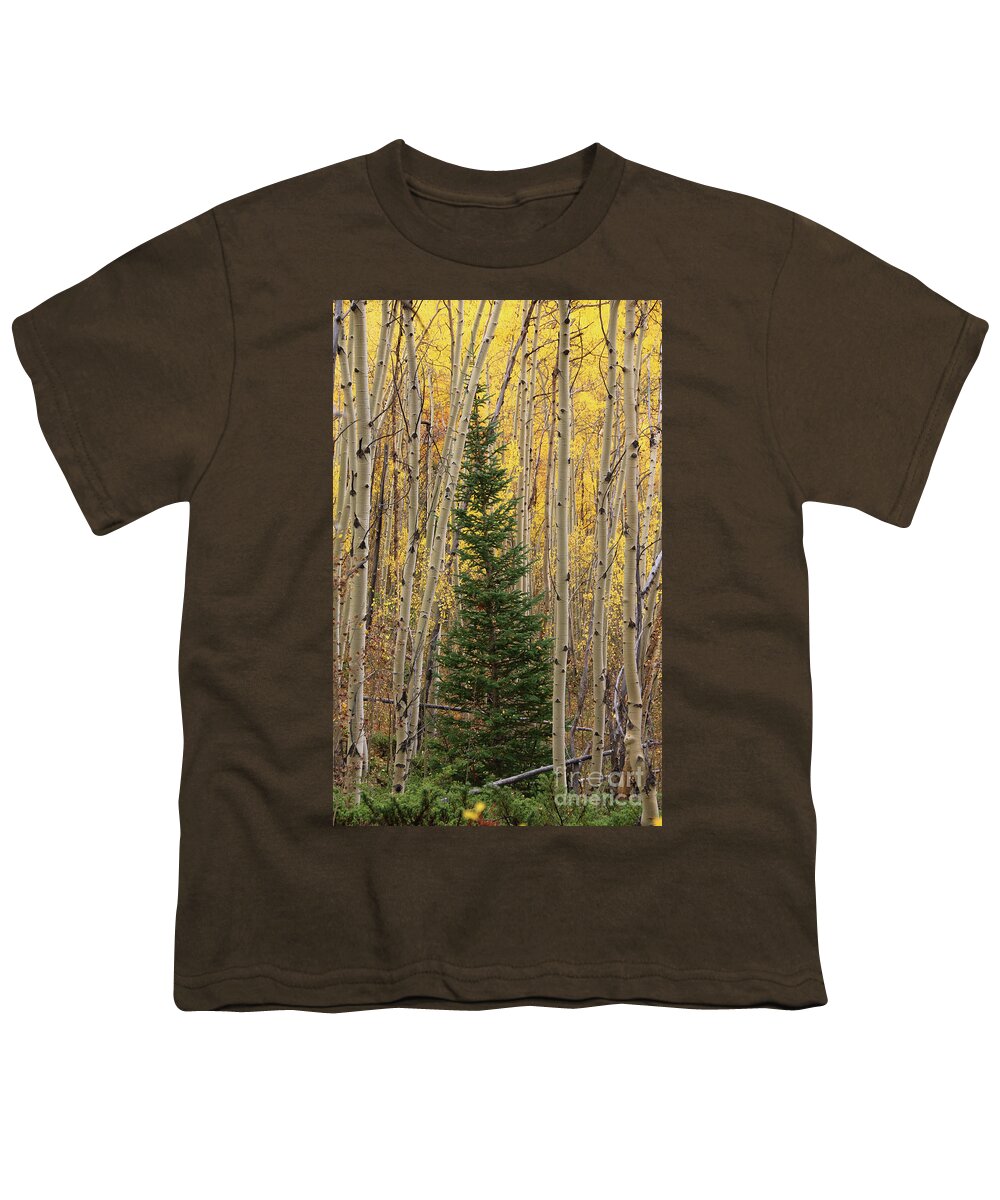 Aspens Youth T-Shirt featuring the photograph Pine Tree Among Aspens 4874 by Jack Schultz