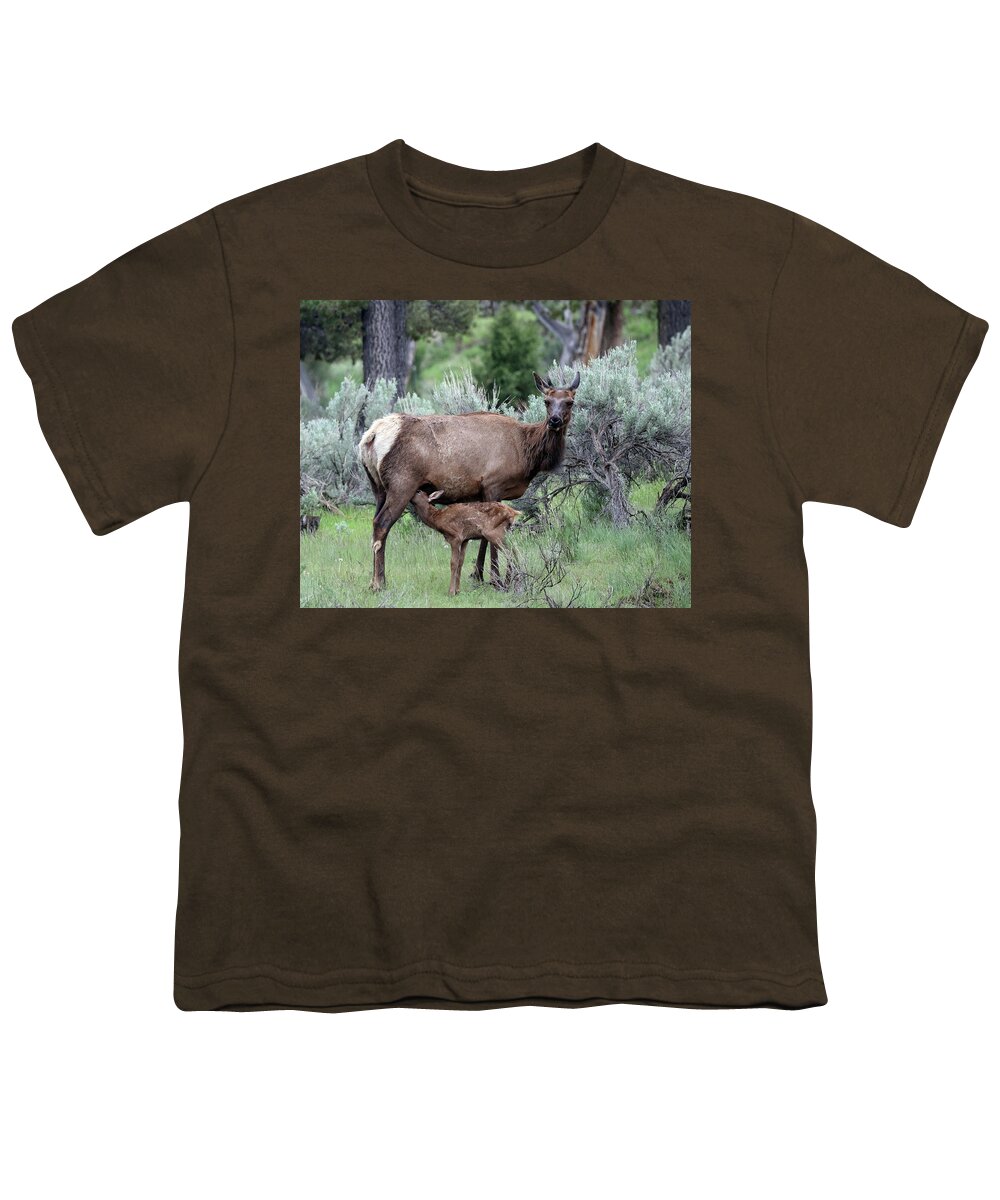 Elk Youth T-Shirt featuring the photograph Elk Cow and Calf in Yellowstone by Jean Clark