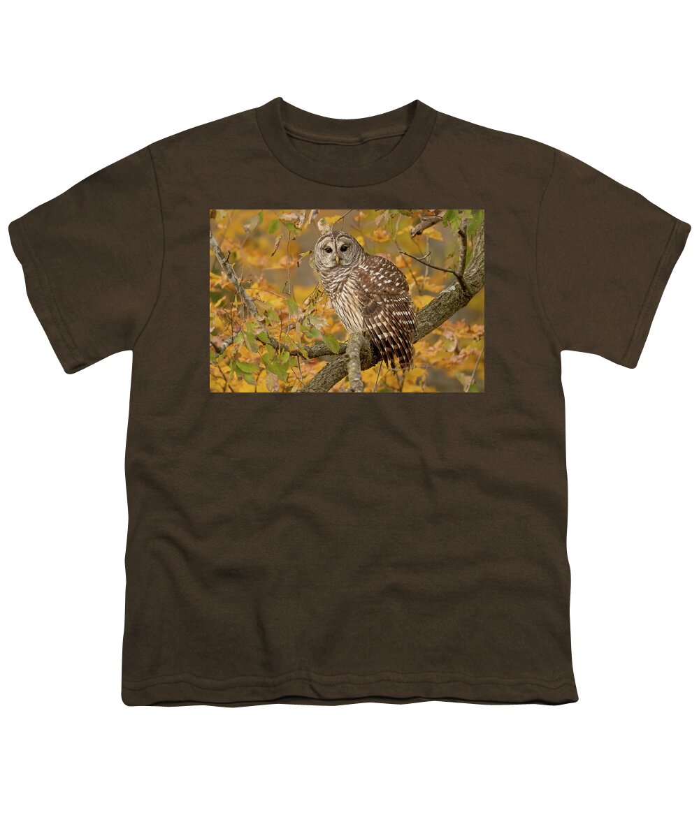 Fall Color Youth T-Shirt featuring the photograph Barred Owl in Fall Color by Julie Barrick