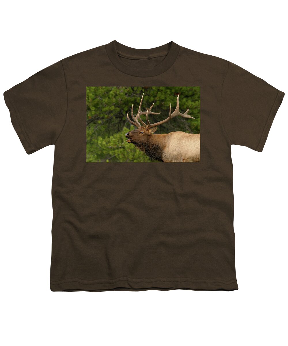 Elk Youth T-Shirt featuring the photograph Sounding off by Ronnie And Frances Howard