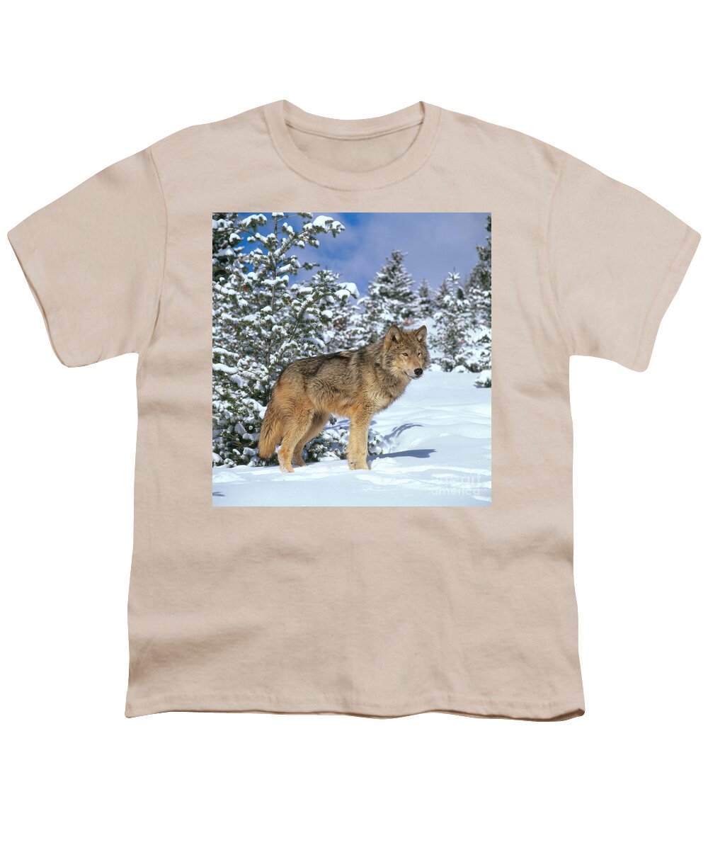 Gray Wolf Youth T-Shirt featuring the photograph Timber Wolf #13 by Hans Reinhard