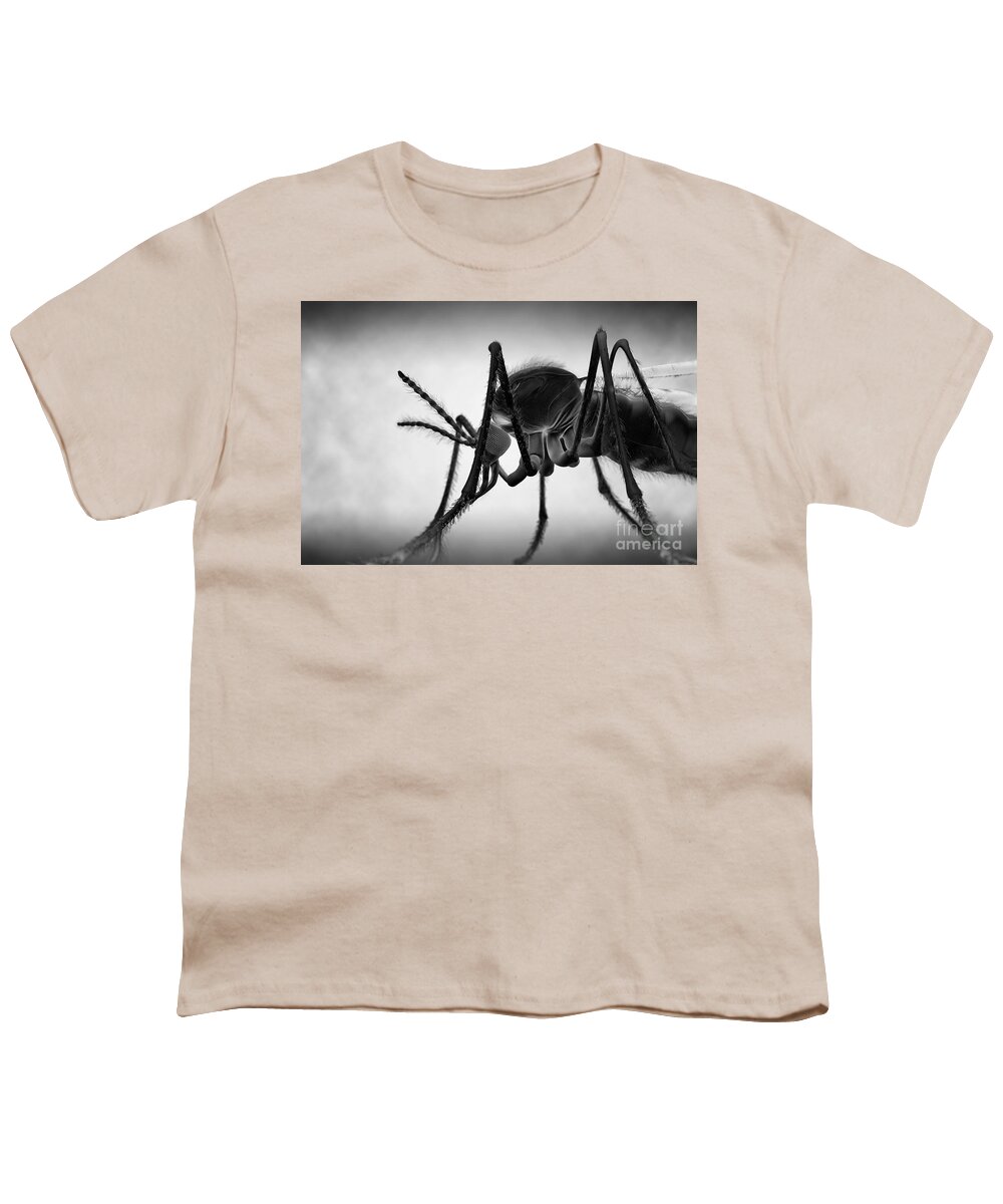 Grey Background Youth T-Shirt featuring the photograph Anopheles Mosquito #17 by Science Picture Co