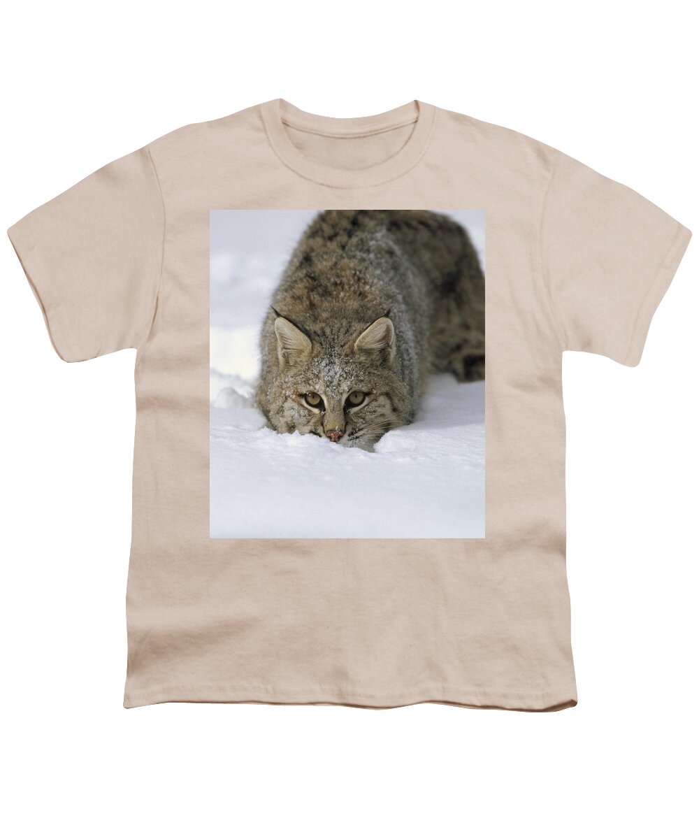Feb0514 Youth T-Shirt featuring the photograph Bobcat Crouching In Snow Colorado by Konrad Wothe