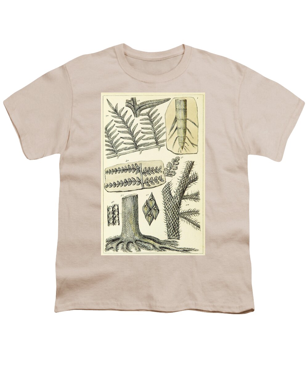 Historic Youth T-Shirt featuring the photograph Paleozoic Flora, Calamites, Illustration by British Library