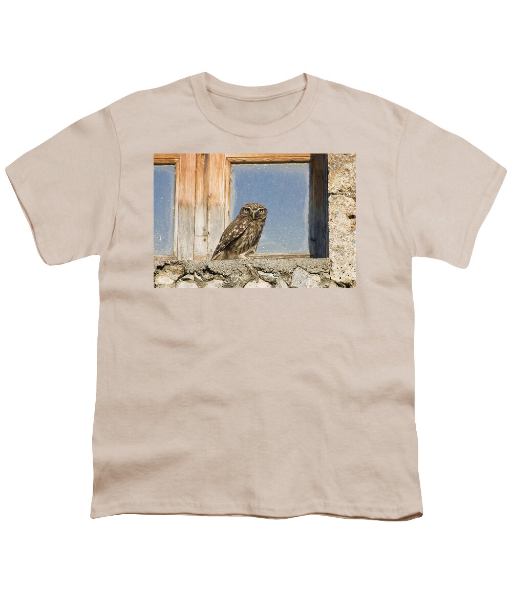 Mp Youth T-Shirt featuring the photograph Little Owl Athene Noctua On Window by Konrad Wothe
