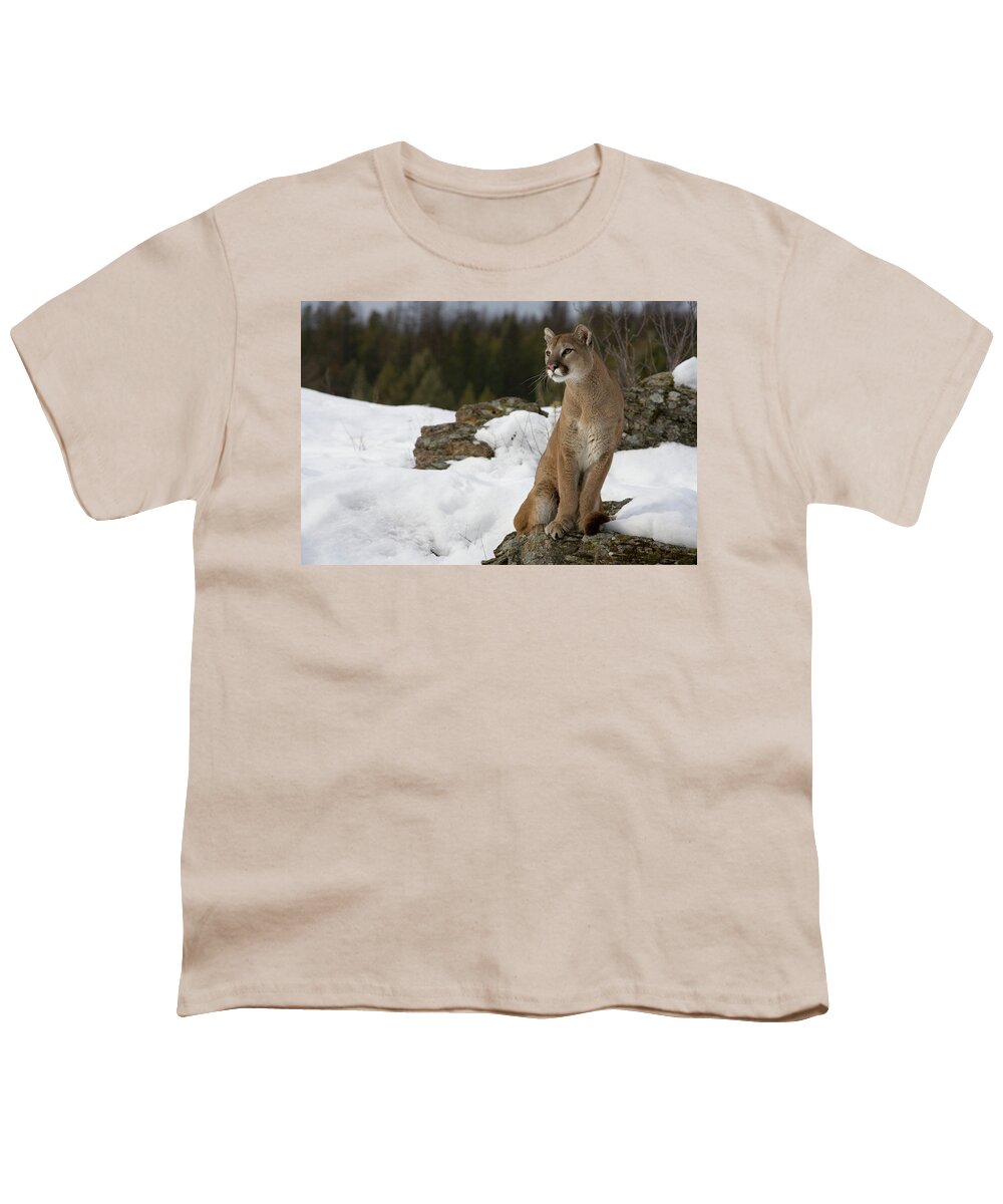 Mp Youth T-Shirt featuring the photograph Mountain Lion Puma Concolor Sitting by Matthias Breiter