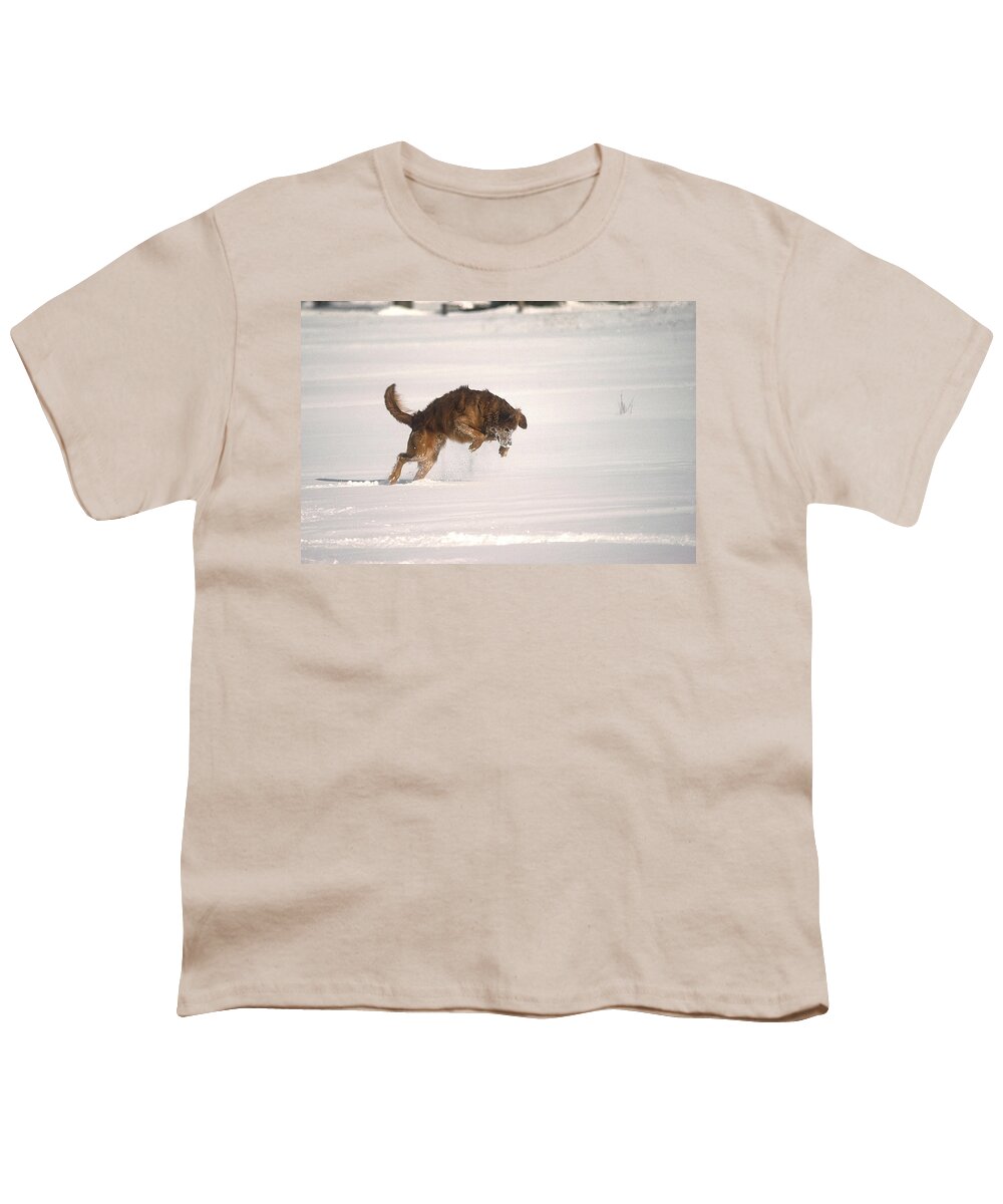 Golden Retriever Youth T-Shirt featuring the photograph Andy - On The Hunt by DArcy Evans