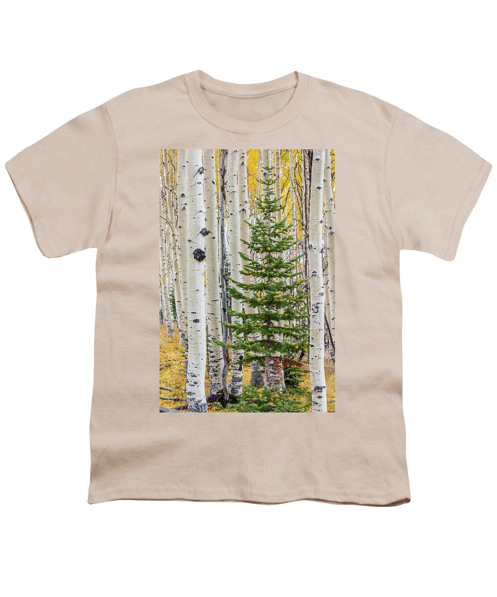 Jeff Foott Youth T-Shirt featuring the photograph Fir Sapling In Quaking Aspen Forest by Jeff Foott