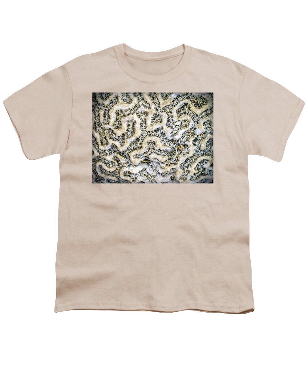 Coral Youth T-Shirt featuring the photograph Fossilized Brain Coral by Pheasant Run Gallery