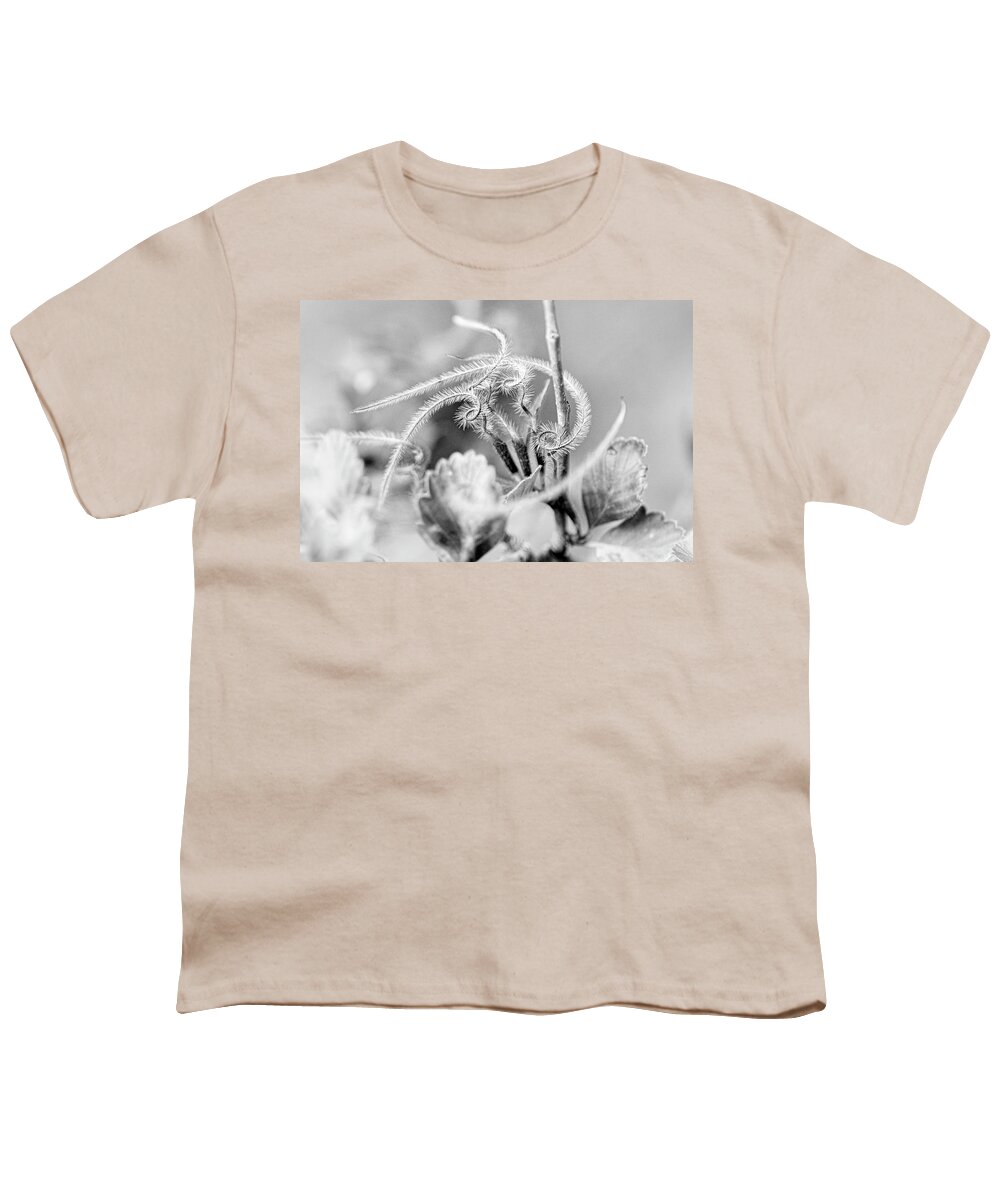 Cercocarpus Ledifolius Youth T-Shirt featuring the photograph Mountain Mahogany Seed - Cercocarpus ledifolius by Mary Lee Dereske