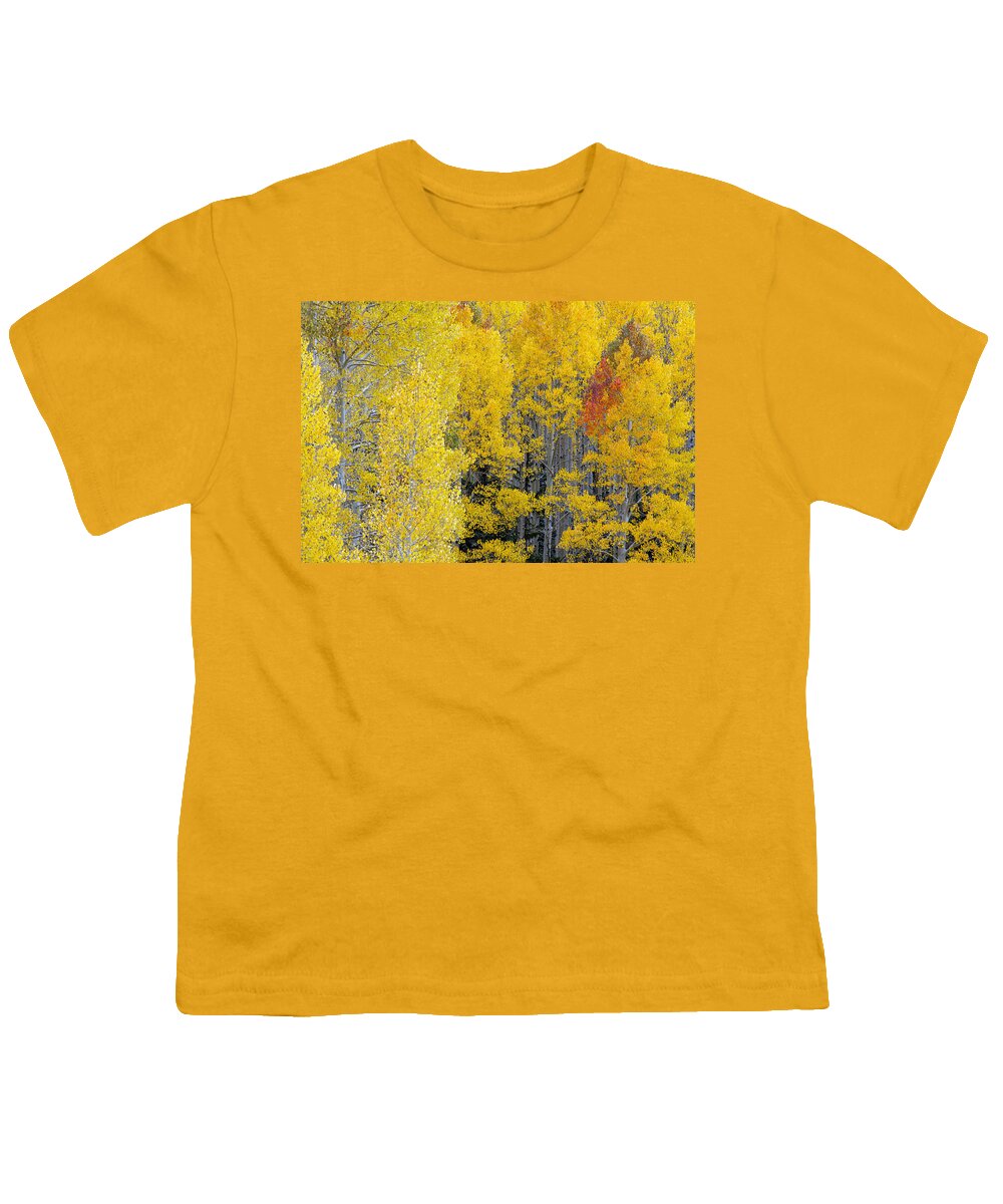 Aspens Youth T-Shirt featuring the photograph Flagstaff Fall Color #3 by Tam Ryan