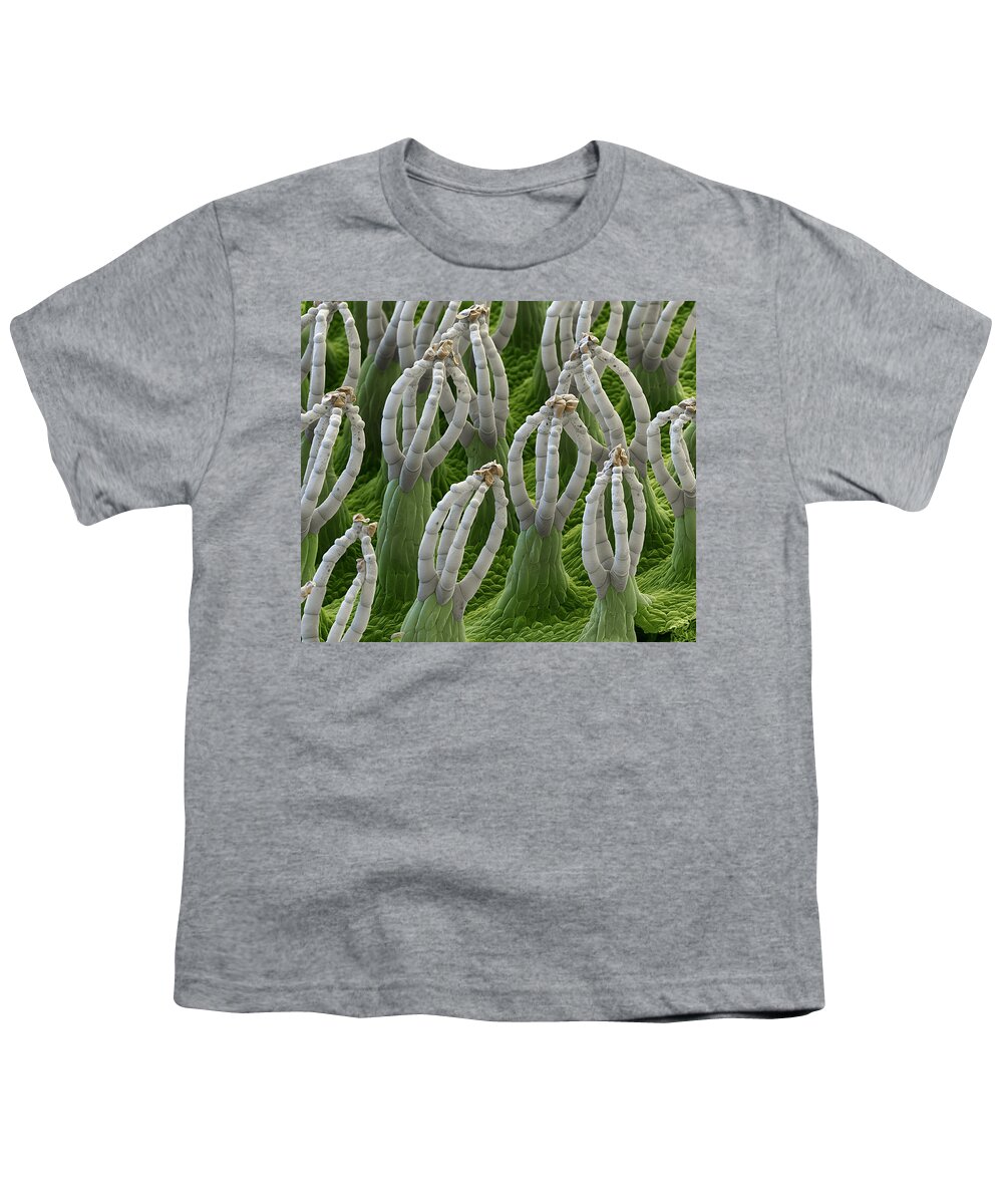 Salvinia Natans Youth T-Shirt featuring the photograph Water Fern, Salvinia Natans, Sem #1 by Eye of Science