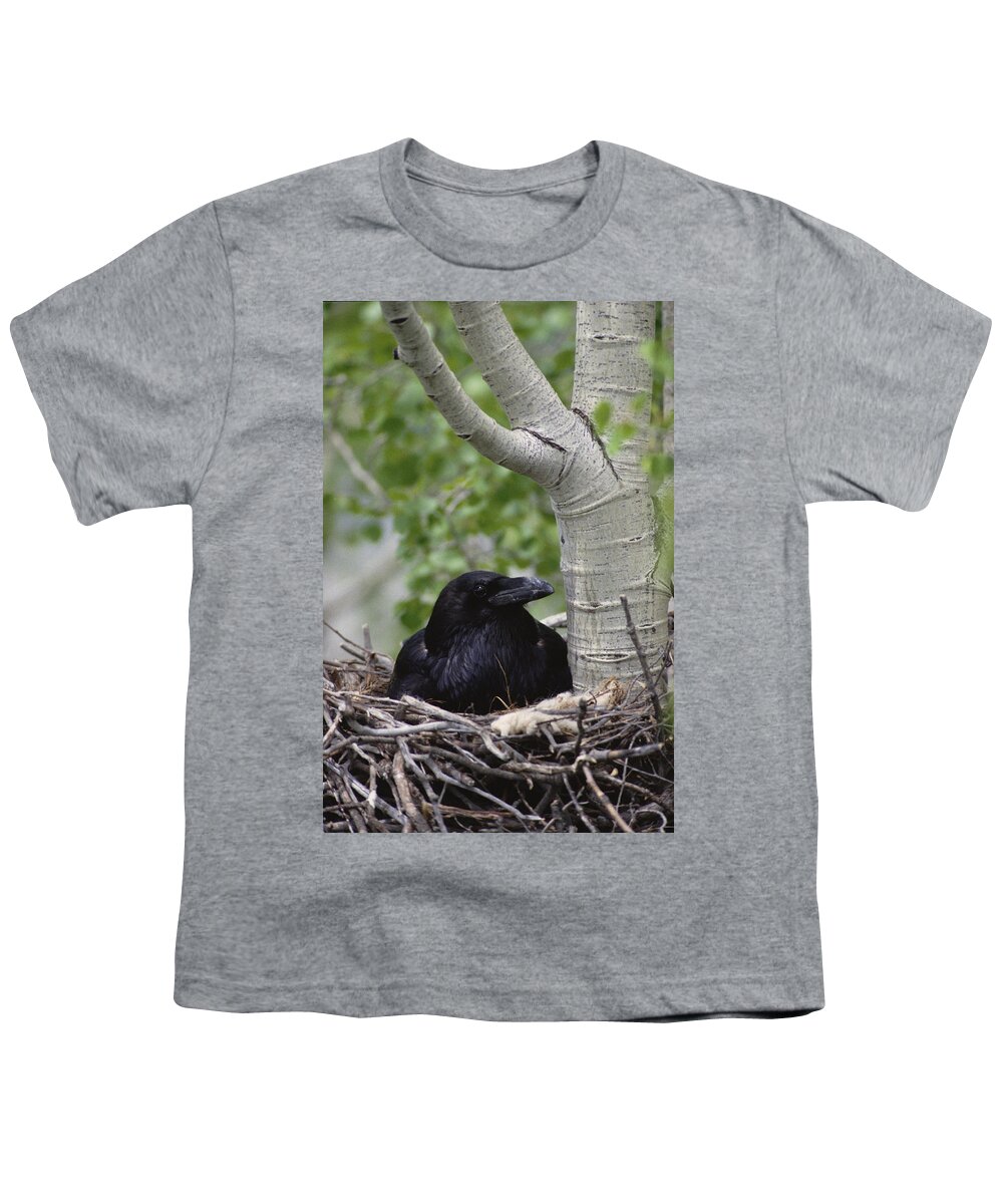 Feb0514 Youth T-Shirt featuring the photograph Common Raven Incubating Eggs In Nest by Michael Quinton