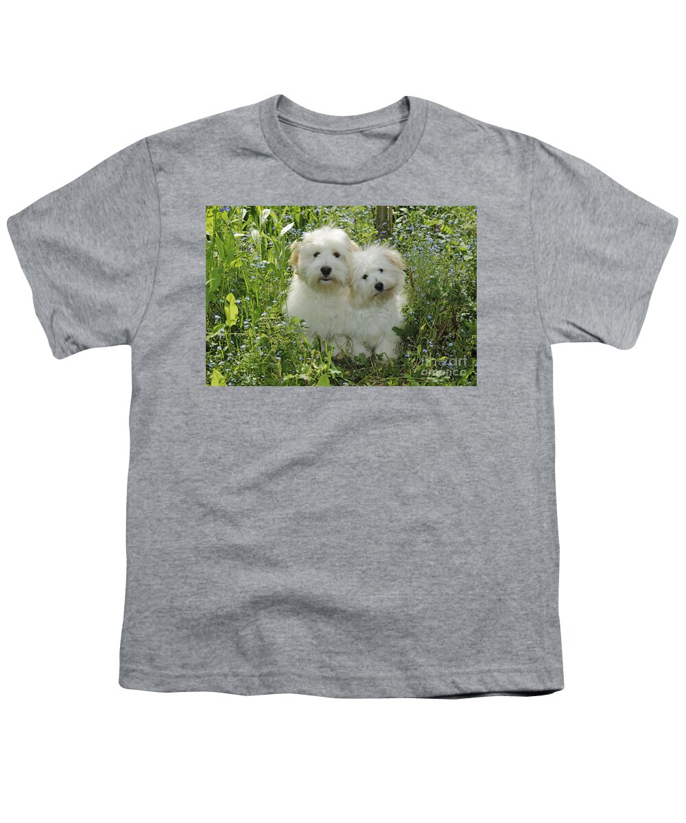Dog Youth T-Shirt featuring the photograph Coton De Tulear Dogs by John Daniels