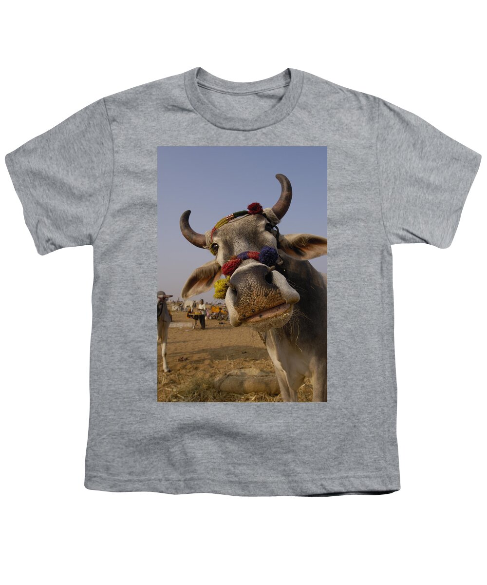 00210290 Youth T-Shirt featuring the photograph Domestic Cattle India by Pete Oxford