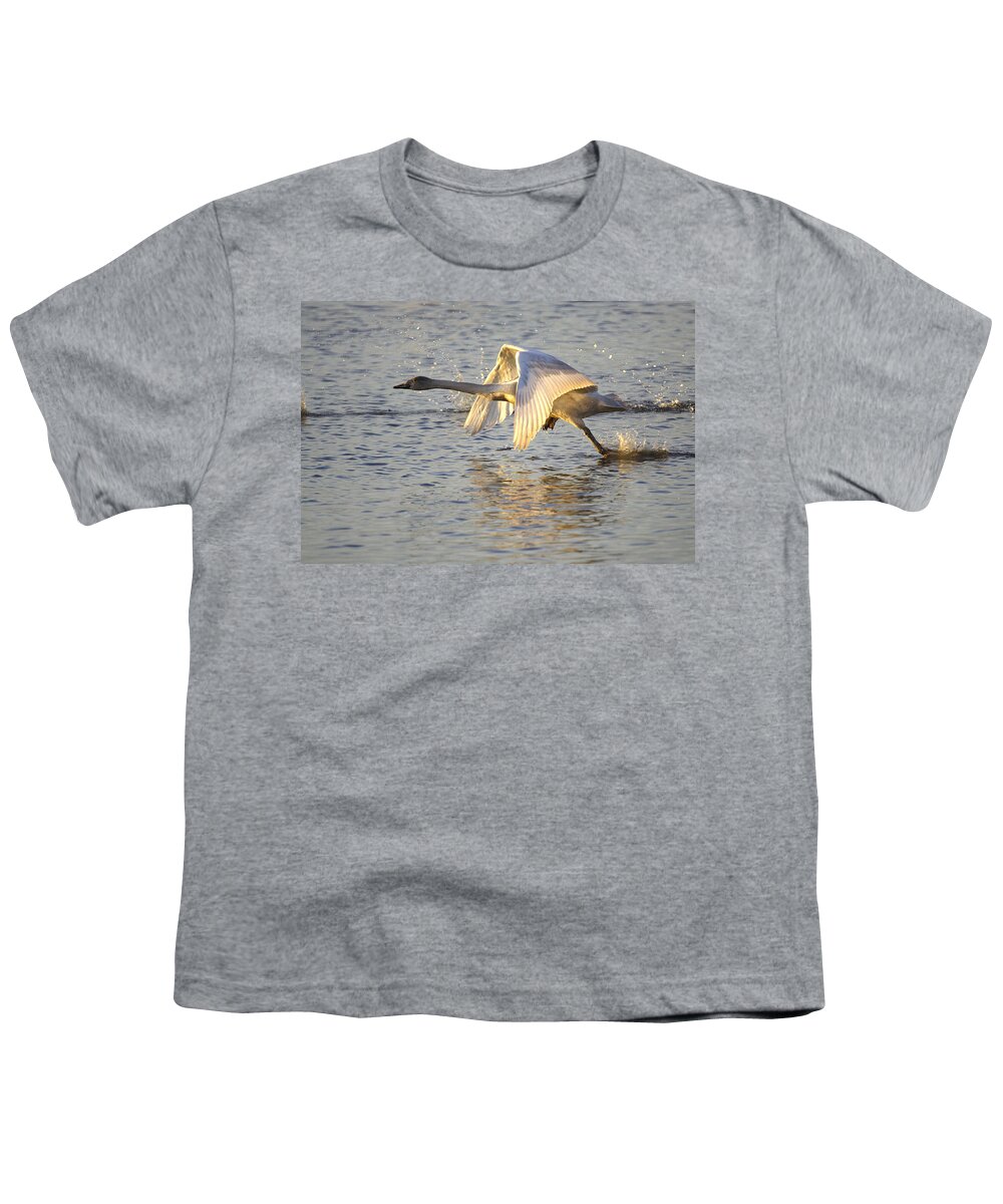 Whooper Swan Youth T-Shirt featuring the photograph Juvenile Whooper Swan taking off by Tony Mills