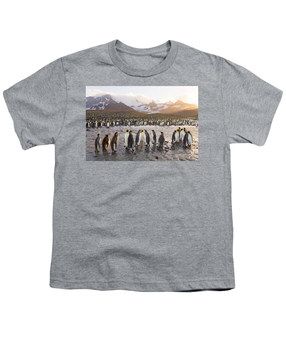 00345345 Youth T-Shirt featuring the photograph King Penguin Rookery by Yva Momatiuk John Eastcott