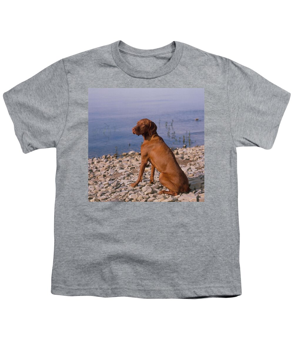 Animal Youth T-Shirt featuring the photograph Vizsla by Jeanne White