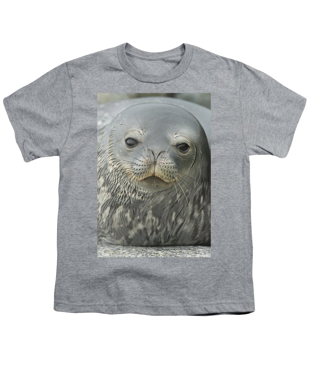 534752 Youth T-Shirt featuring the photograph Weddell Seal Petermann Isl Antarctica by Kevin Schafer