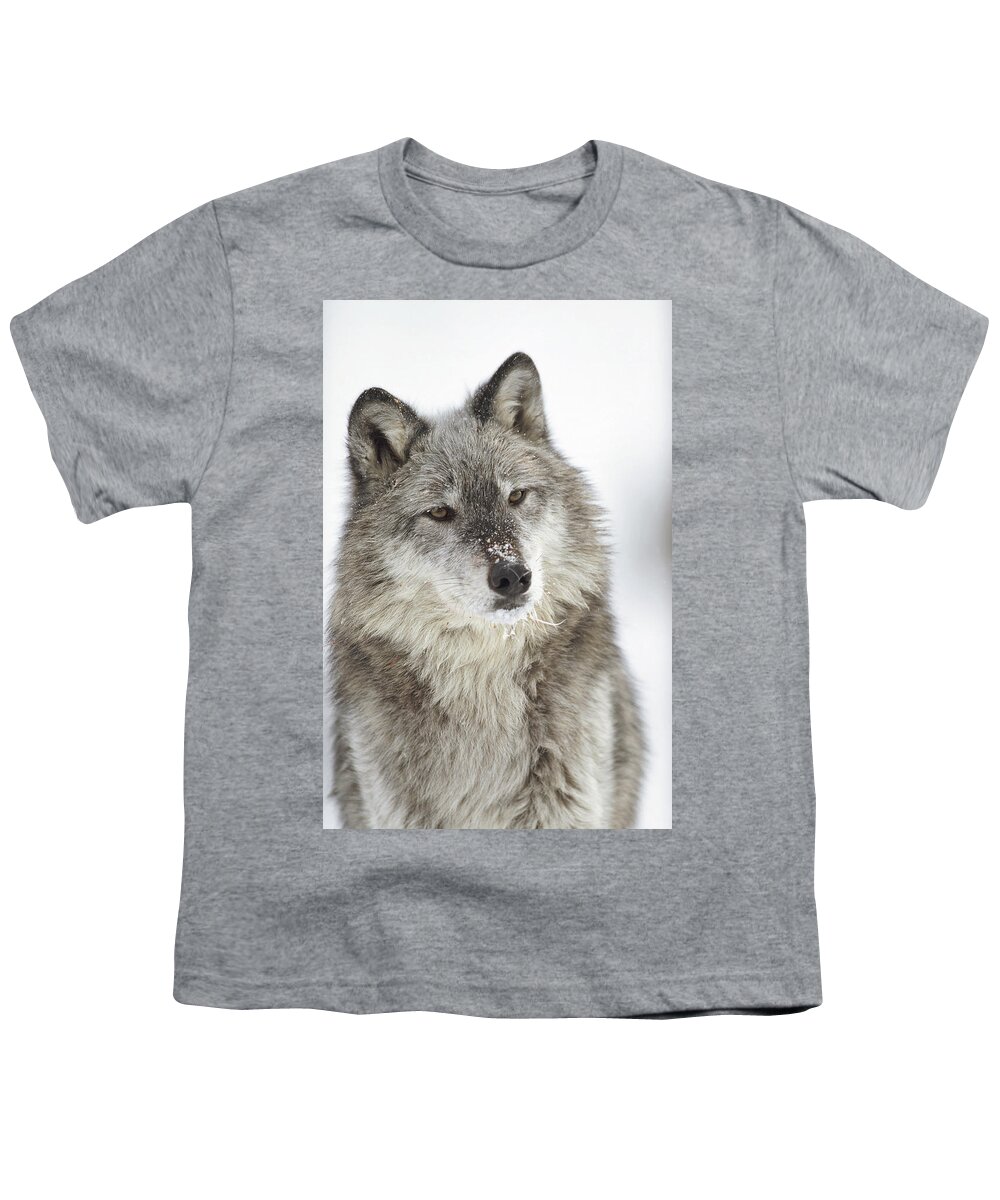 Mp Youth T-Shirt featuring the photograph Timber Wolf Canis Lupus Portrait by Tim Fitzharris