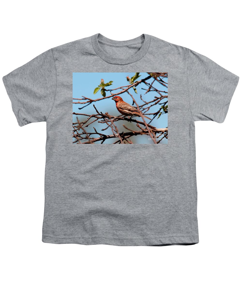 Mccombie Youth T-Shirt featuring the photograph Male House Finch #4 by J McCombie