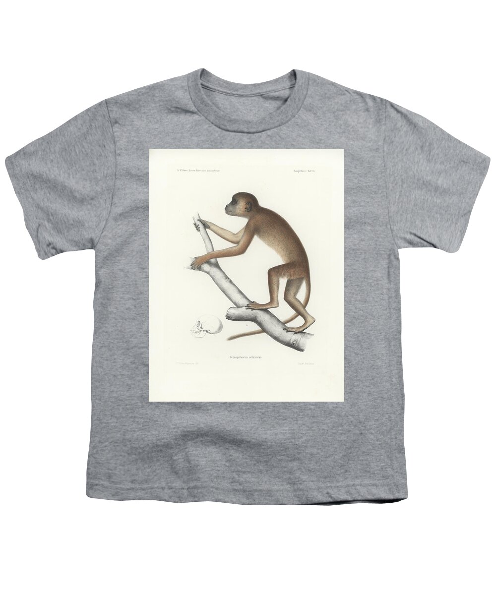 Central Yellow Baboon Youth T-Shirt featuring the drawing Central Yellow Baboon, Papio c. cynocephalus by J D L Franz Wagner
