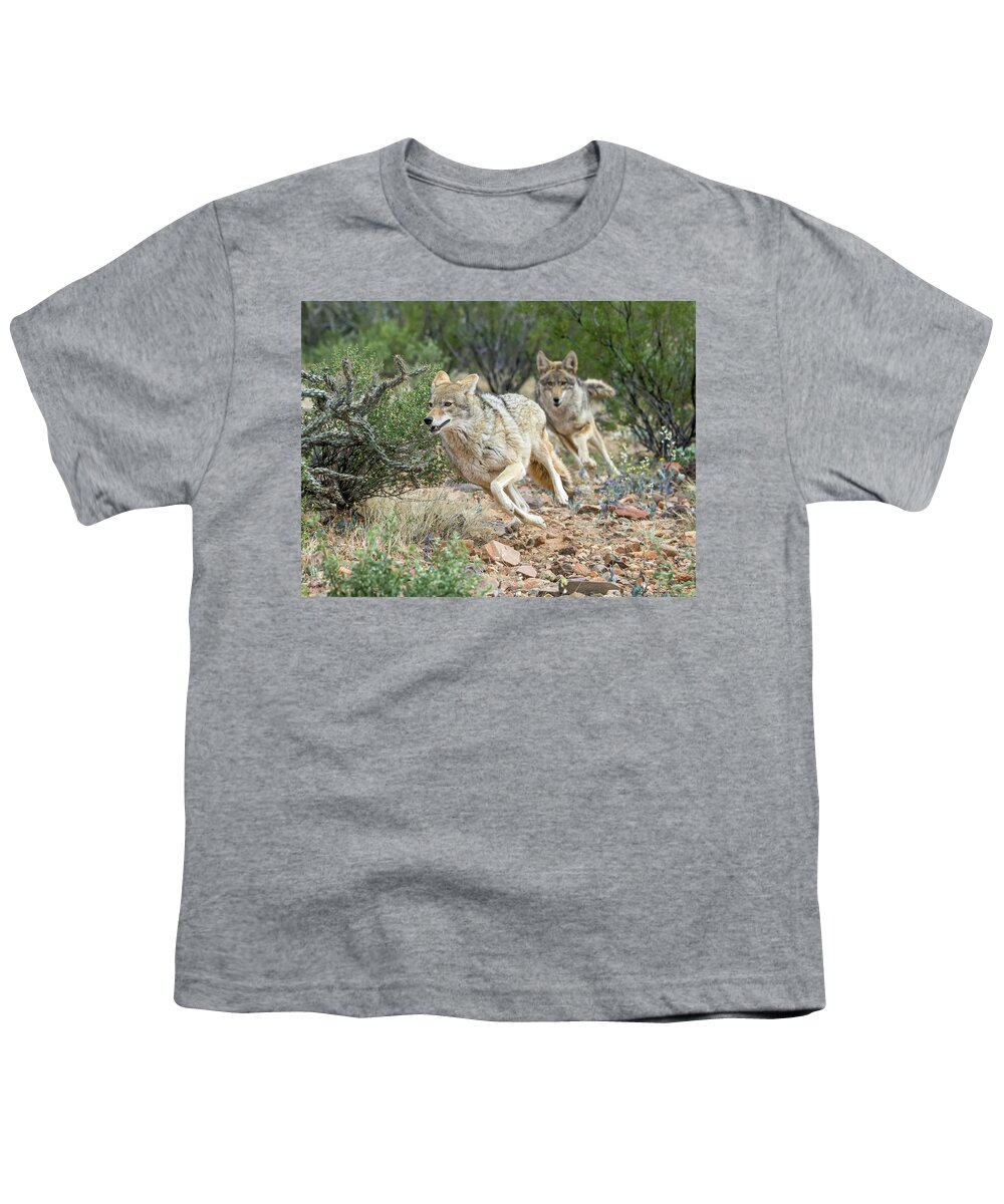Coyote Youth T-Shirt featuring the photograph Coyote Chase 4189-022617-1cr by Tam Ryan