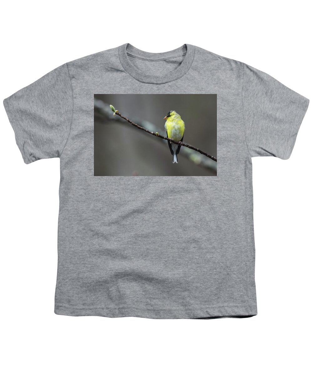 Birds Youth T-Shirt featuring the photograph Goldfinch with Spring Buds by John Haldane