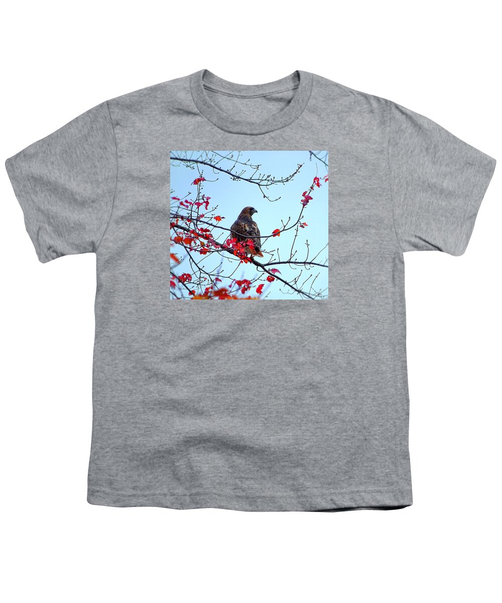 Bird Youth T-Shirt featuring the photograph Hawk on the tree with red leaves by Lilia S