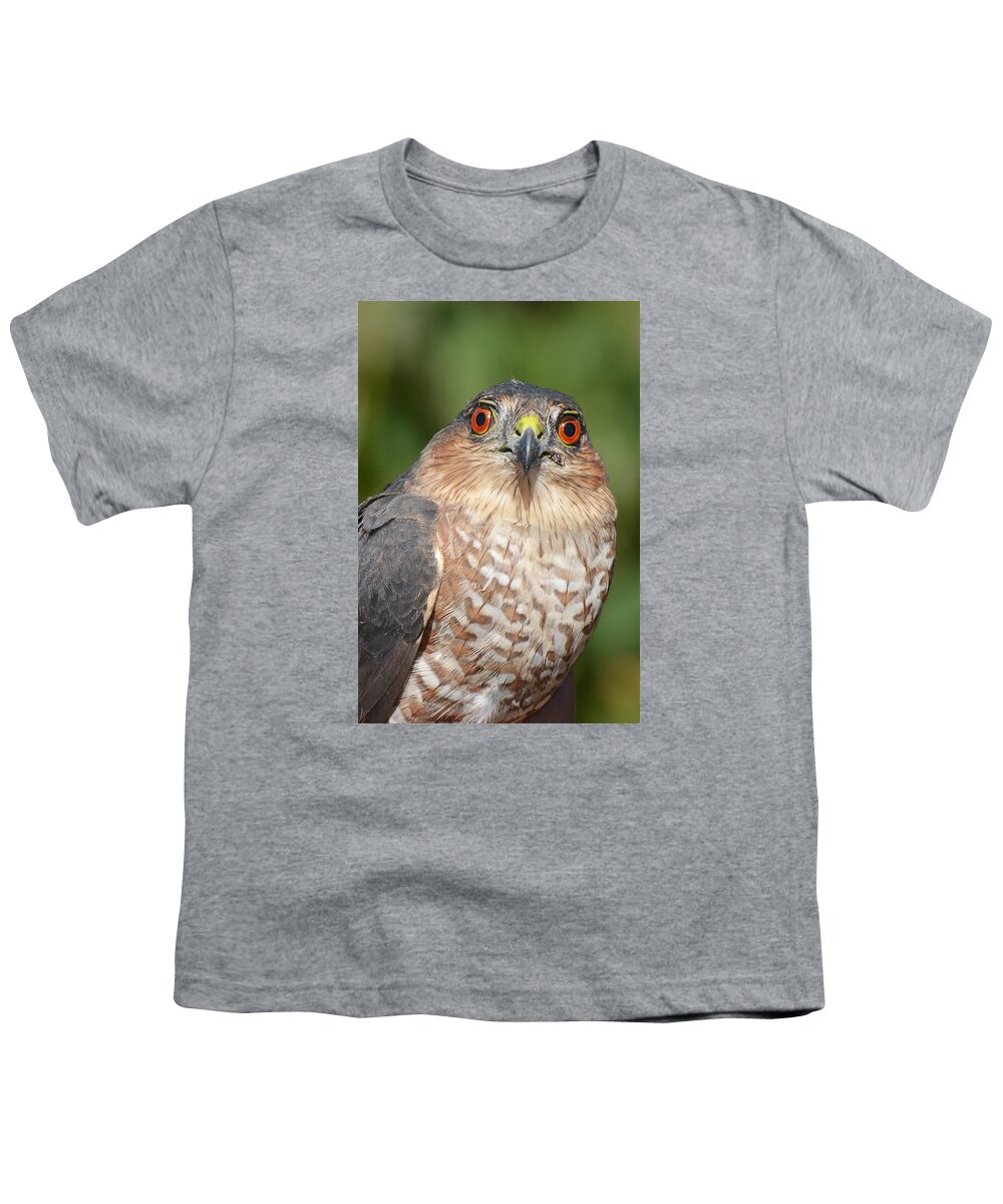 Bird Youth T-Shirt featuring the photograph Sharp-shinned Hawk Immature by Alan Lenk