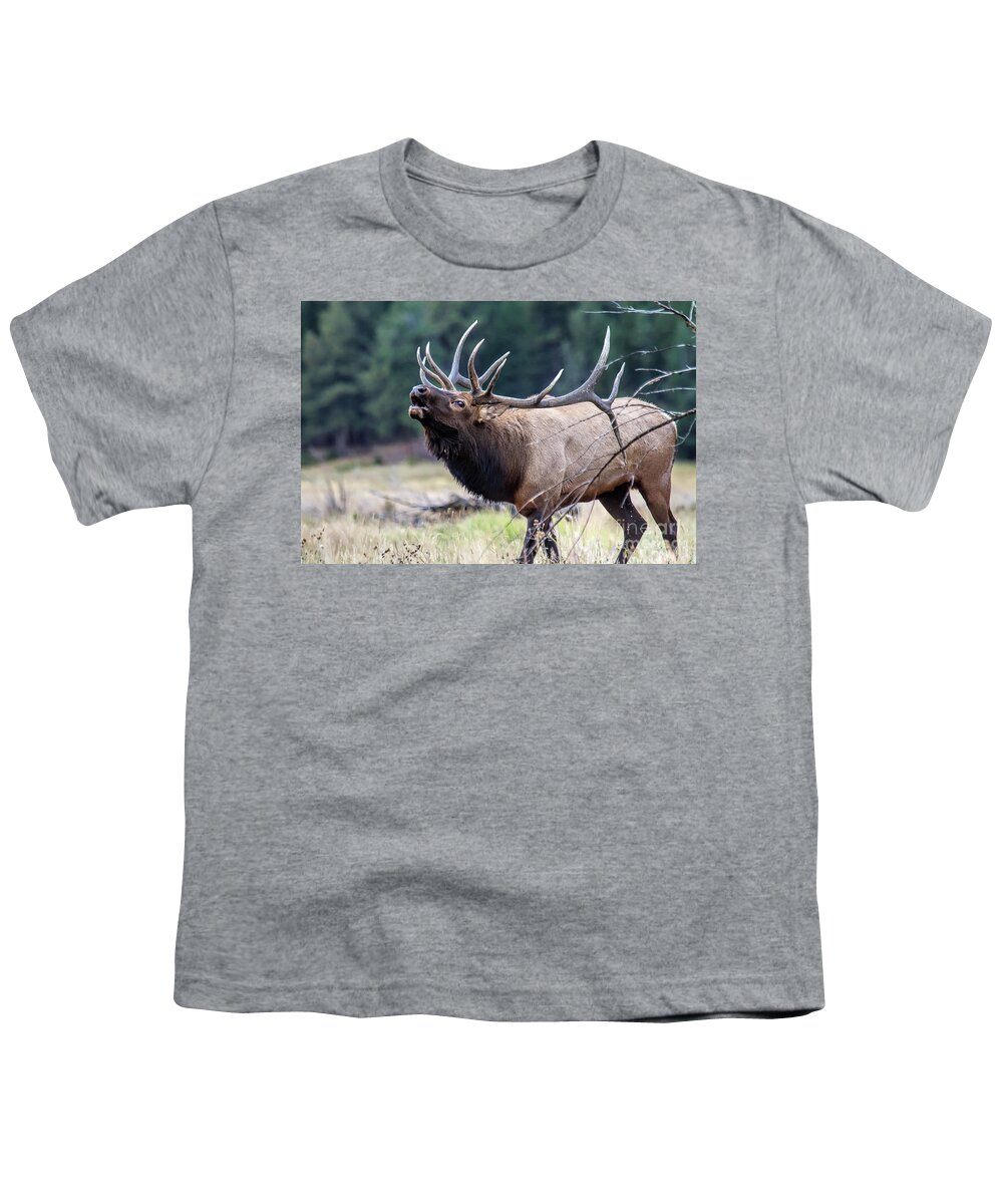 Elk Youth T-Shirt featuring the photograph Walking the Runway by Jim Garrison