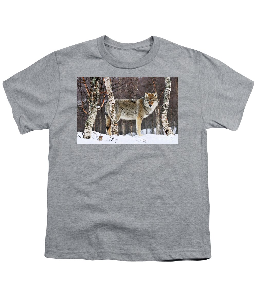 Mp Youth T-Shirt featuring the photograph Gray Wolf Norway by Jasper Doest