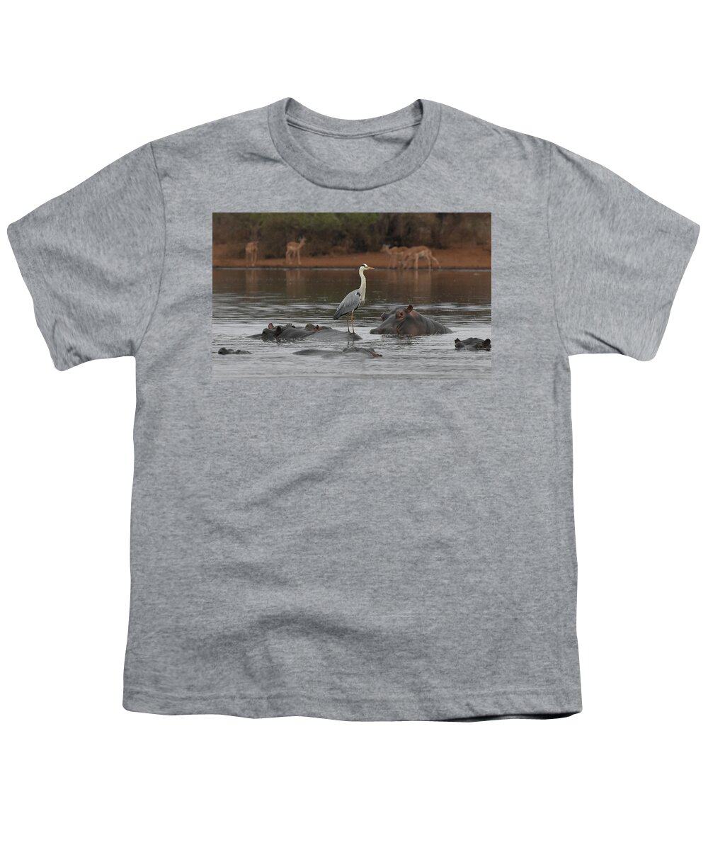 Hippos Youth T-Shirt featuring the photograph Heron on a Hippo by Ben Foster